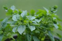 Geblokkeerd: Oregano blad